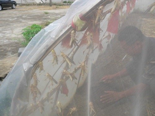 螞蚱養(yǎng)殖網(wǎng)1