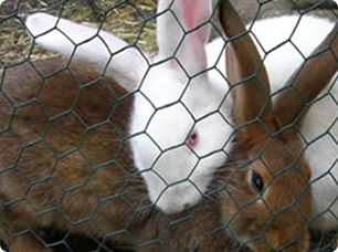 養(yǎng)殖護(hù)欄網(wǎng)2