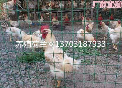 養(yǎng)雞圍欄網